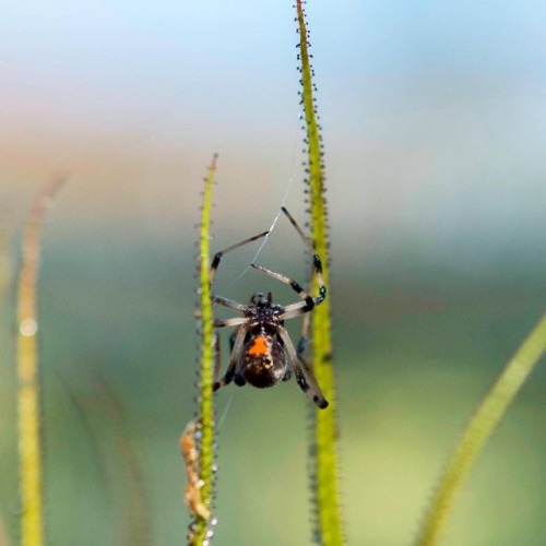 Widow | Made a web in a Dewy Pine… Wrapped it’s self up.#plantwins...#drosophyllum #dewypine 