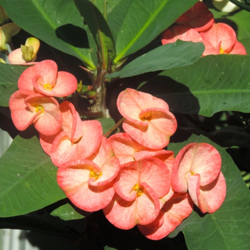 Euphorbia, United States Botanic Garden, Washington, DC, 15 November 2014.When the weather starts to