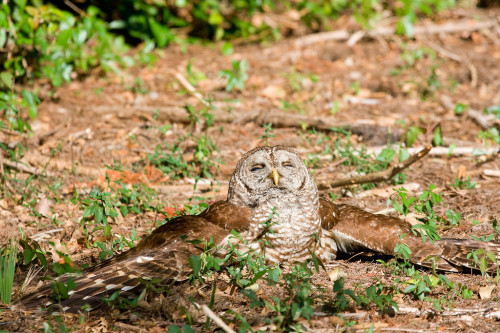 zookeeperproblems: ainawgsd: Owls Sunbathing “Bird Department, a visitor reported your bird is dead…” IT’S!!! SUNBATHING!!!!!!!! 