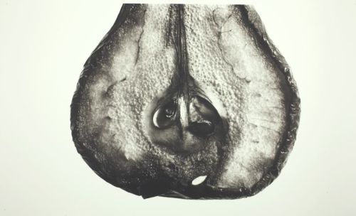 Pear ©, New York (1993) Platinum-palladium print Irving Penn (1917 - 2009)