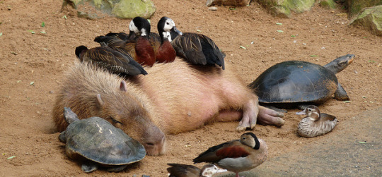 m15f1t:  lizardsister:  33v0:  33v0:  what is it about capybaras that attracts groups of small animals to them? Its not just mammals either its like birds and turtles and frogs too   look at this shit They radiate peace  capybaras are friend shaped  