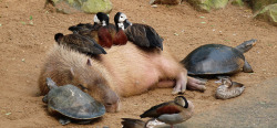 animal-factbook:  Capybaras, the world’s largest rodents, can often be seen with angry expressions on their faces. Besides the fact that they are oversized rats in the eyes of many, these creatures are often upset by the continual use of them as places