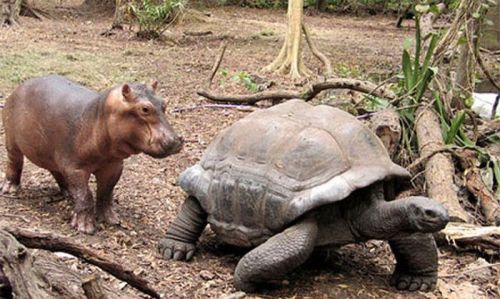 ハムスター速報：赤ちゃんカバと親友の１３０歳のカメ  130-year-old turtle best friend and baby hippopotamus