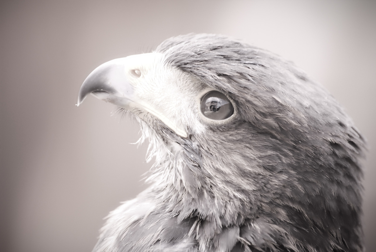 solohawk:  Solo, B&amp;W 1 Some of my favourite photos I took of Solie, that