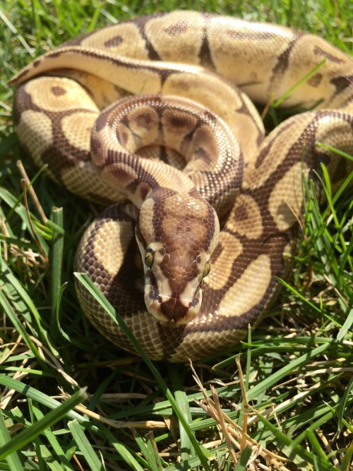 ILLYA (savu python) ANRI (ball python; albino) ARIES (ball python; spider mojave)