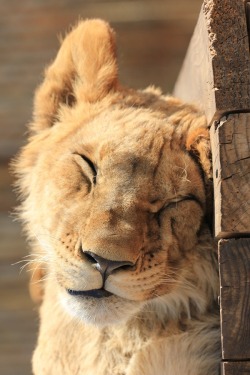 wolverxne:  Lion Cub Sleeping | by:{  Ihsaan Adams }