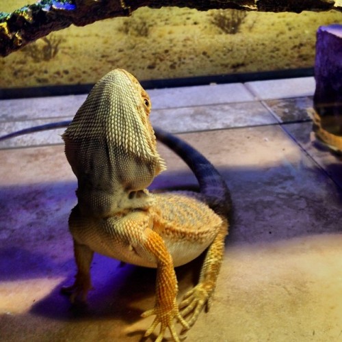 Porn Ali about to stand up for his food. #beardeddragon photos