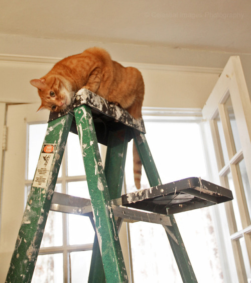 mischiefandmay: Yep, Mischief thinks the painting project is really a cat playground