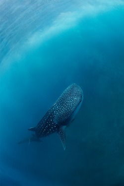 wolverxne:  Whale Shark | by: (Нарчук Андрей)
