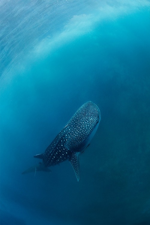 Porn wolverxne:  Whale Shark | by: (Нарчук photos