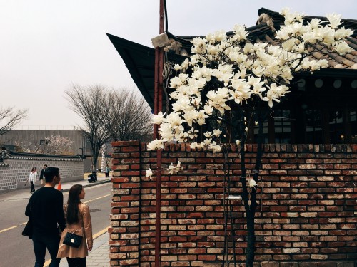 The magnolia blossoms, they are a-bloomin’. In and around Jeongdok Public Library, Bukchon Han