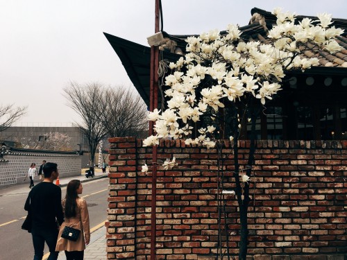 The magnolia blossoms, they are a-bloomin’. In and around Jeongdok Public Library, Bukchon Hanok Vil