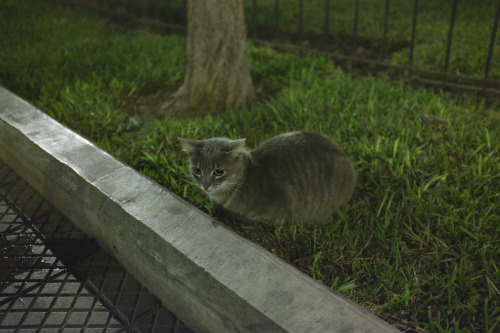 alanjamesart:okay here’s the last of my pictures from the lima cat park