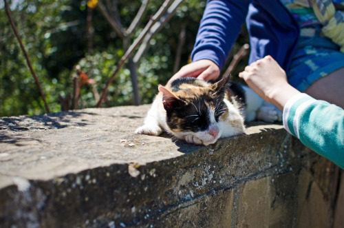 a cat on a mountain / montserrat / eatrepeat/blogspot.com