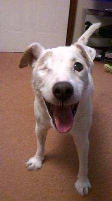 awwww-cute:  13 years old, missing an eye yet still adorable! (Source: http://ift.tt/1FBzdSX)