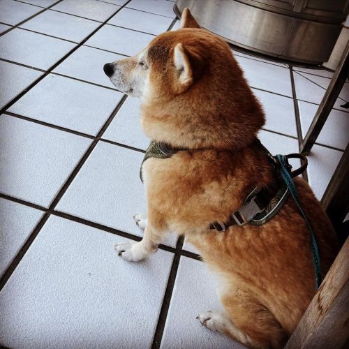 カフェでウトウトする犬 #shiba #shibainu #shibadog #shibastagram #しばいぬ #柴犬 #よく歩いたhttps://www.instagram.com/p/C