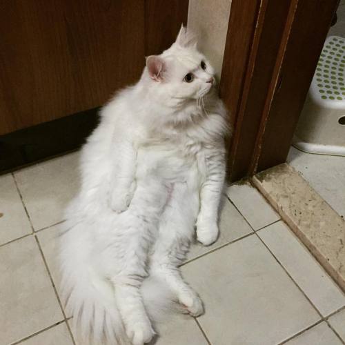 Don’t mind me, I’m just chillin’… waiting to be fed. - BooBoo #kitty #kawai