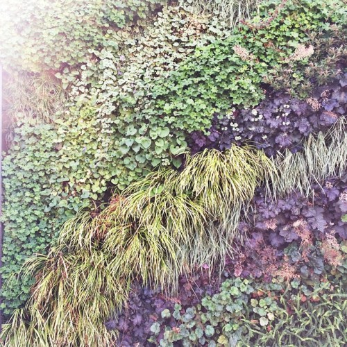 I want this hanging in my living room. #livingwall #decor #decoration #homedecor #garden #landscape #plants #greenthumb