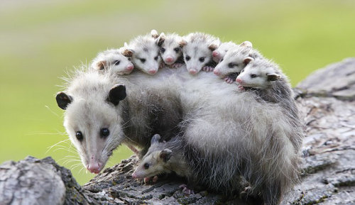 boredpanda:    Awesome Possums And Opossums   