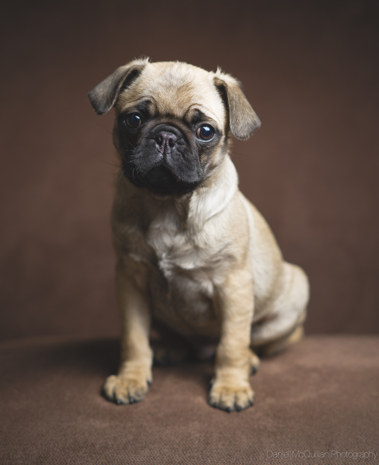 frilllyknickers:  theedannymac:  Lil’ Ray Charles’ Headshot  Awwwww