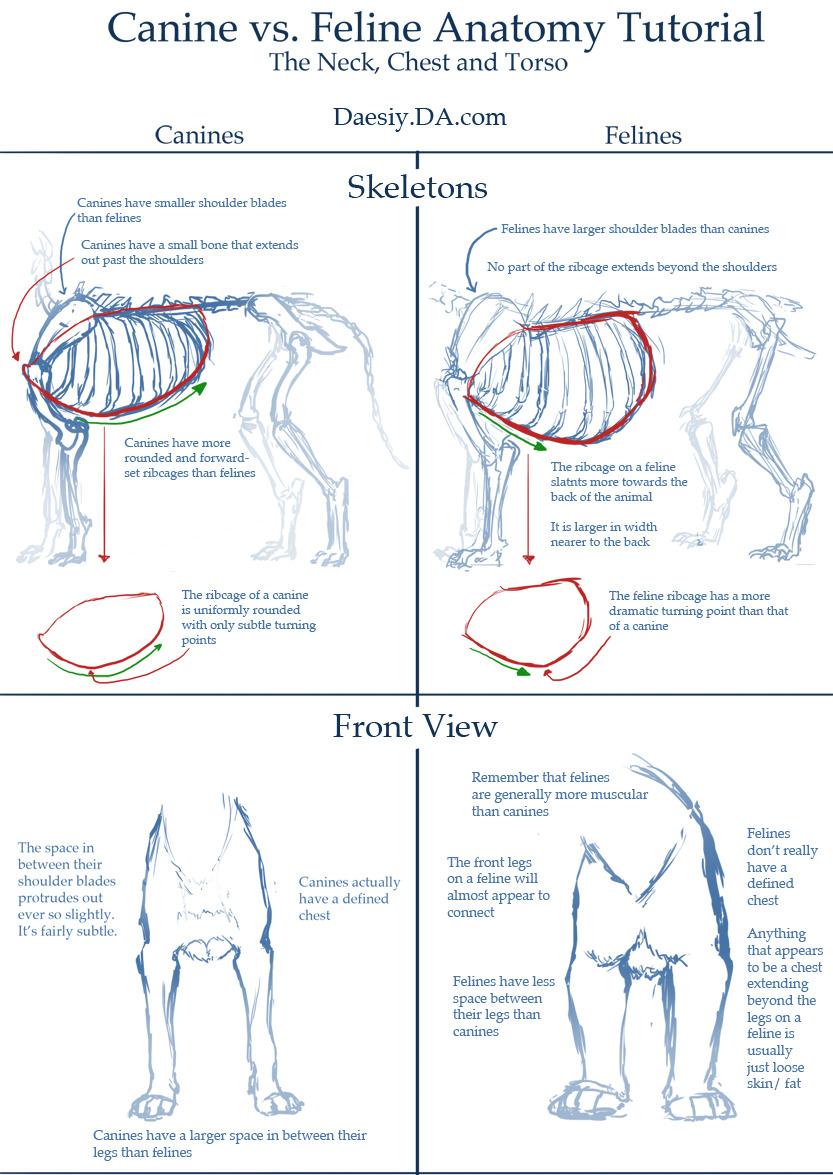 helpyoudraw:  Canine v. Feline Anatomy Tuts by Daesiy from DeviantArt 