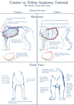 helpyoudraw:  Canine v. Feline Anatomy Tuts by Daesiy from DeviantArt 