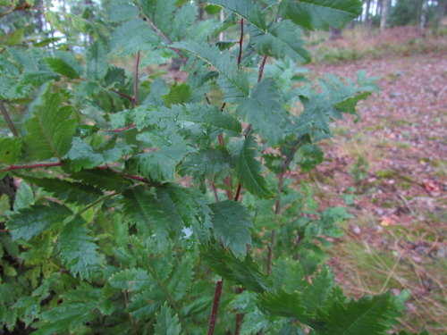 Powdery mildew (Podosphaera aucupariae -fungus) symptoms on rowan tree (Sorbus aucuparia).