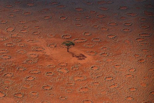 Fairy Circles These mysterious circles of bare ground are scattered along a 2000km stretch of desert