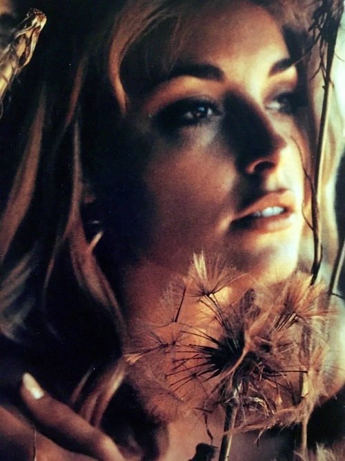 Sex simply-sharon-tate:  Sharon Tate by Walter pictures