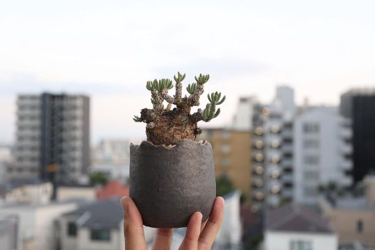 植物貧乏 Explore Tumblr Posts And Blogs Tumgir