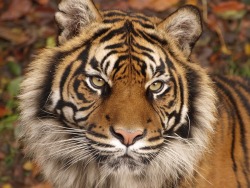 beautiful-wildlife:  Tiger by Garry Chisholm