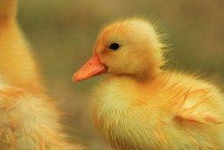 dakotaangel:  Duckling Cuteness…happy #socutesunday