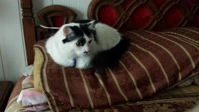 havesomemoore:  ihuatzin:  Hello everyone, today I had to take my cat Jojo to the