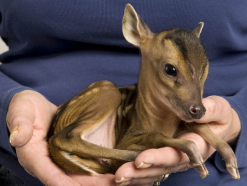 awkwardsituationist:this muntjac fawn, photographed by jeff moore at the tiggywinkles wildlife hospi