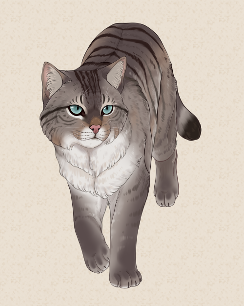 Day 1European Wild Cat