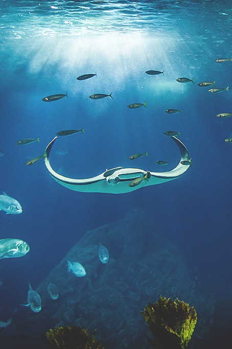 visualechoess:  Lisbon oceanarium - by: Philippe Lejeanvre 