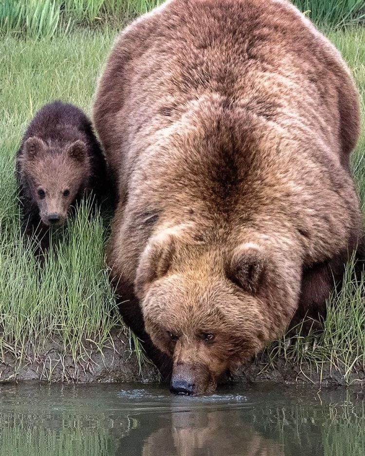 bent-rod:  “That’s What I Call Some High Quality H2O” - Brown Bear Sow & Cub 🐻 