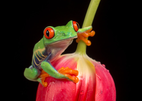 lovingexotics: Red-Eyed Tree Frog Agalychnis callidryas Source: Here