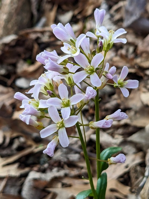 Purple Cress