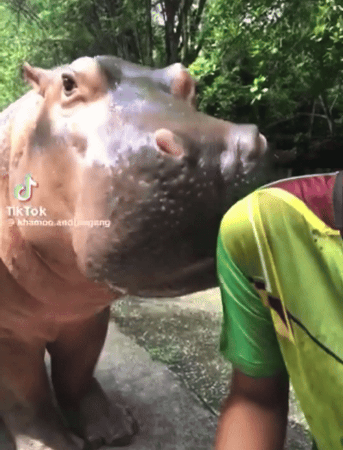 People In My Inbox Trying To Accuse Khao Kheow Zoo Of Abusing Moo Deng And Acting Like They Are Experts