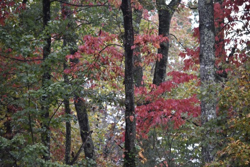 autumn forest by Molly Deanhttp://www.mollydean.com/TwilightGarden.html