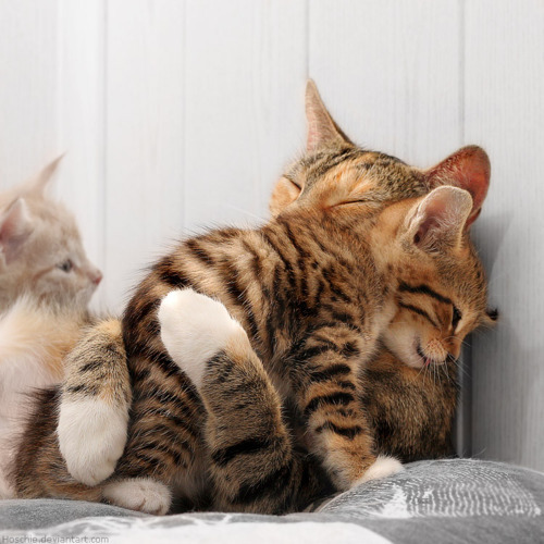 catsbeaversandducks:  Sometimes all you need is a hug. Via BuzzFeed