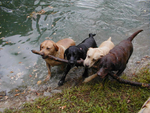 lizardsister:they did it!Joint branch managers coming together to complete a project.