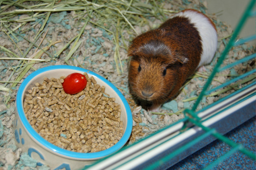 Millie the Guinea Pig &lt;3Did you know Guinea Pigs are also subject to becoming Easter gifts? I