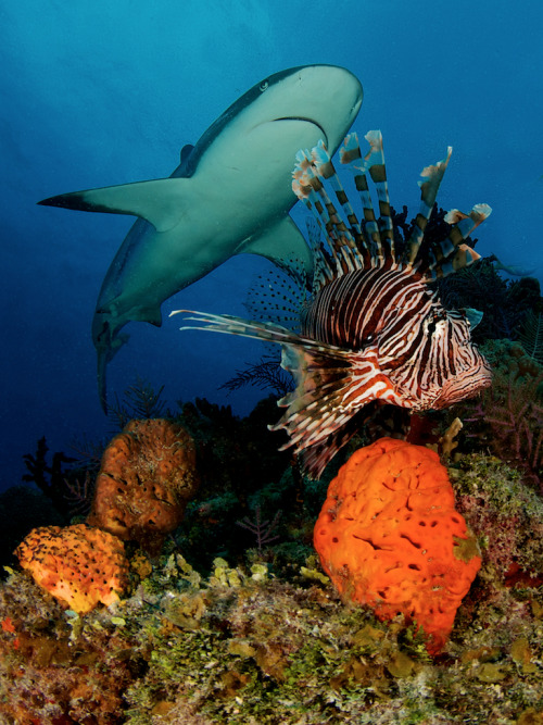 oceansoftheworld:ijustlovesharks:Caribbean Reef Shark &amp; Lion - Steve RosenbergCaribbean