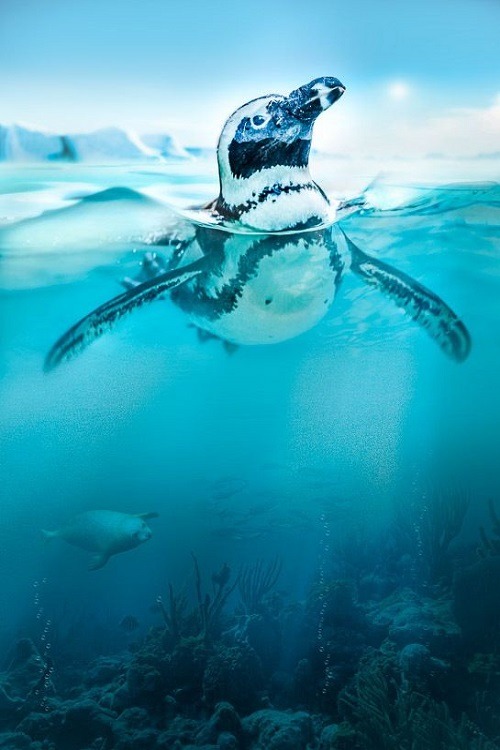 wolverxne:  Penguin | (by: Peter Hernandez)