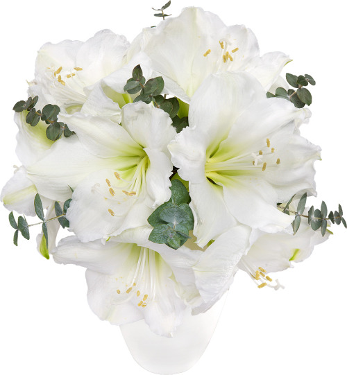 White Christmas Amaryllis