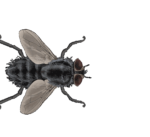 fly