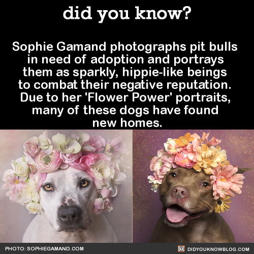 leholana:  did-you-kno:  Sophie Gamand photographs pit bulls in need of adoption