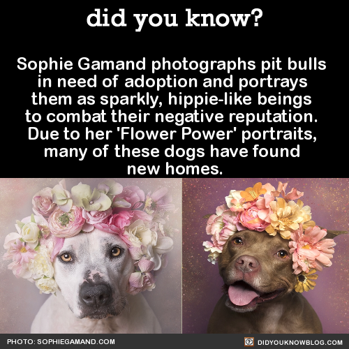 leholana:  did-you-kno:  Sophie Gamand photographs pit bulls in need of adoption and portrays them as sparkly, hippie-like beings to combat their negative reputation. Due to her ‘Flower Power’ portraits, many of these dogs have found new homes. 